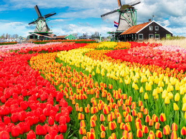 Бельгия и Голландия, включая цветение тюльпанов в парке Кекенхофна